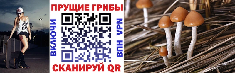 Галлюциногенные грибы мицелий  наркотики  Камызяк 